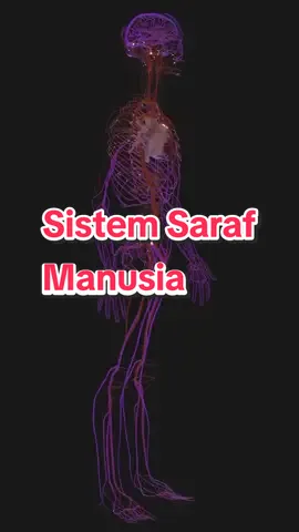 Sistem saraf manusia adalah sistem kompleks yang terdiri dari jaringan saraf dan sel-sel saraf yang mengatur fungsi-fungsi tubuh serta mengontrol respons terhadap rangsangan internal dan eksternal. Ini meliputi otak, sumsum tulang belakang, dan saraf-saraf perifer. Sistem saraf berperan dalam pengaturan gerakan, persepsi sensorik, fungsi organ, emosi, dan proses kognitif. ☎️ 082120999687 #kretektulang  #kreteksumedang  #JelajahRamadan  #sumedang  #rancaekek 