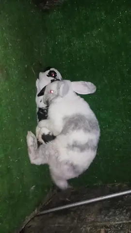 #Hashtags #criaderoconejosezoticos #tiktokviral 