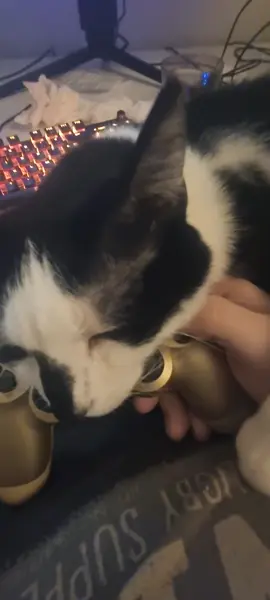 Can I pay please? #fyp #catsoftiktok #cat 