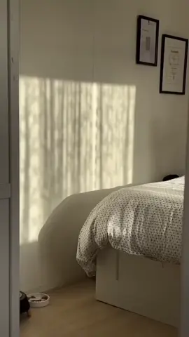 #The cat is having fun playing with shadows.#เจ้าเหมียวกำลังสนุกเล่นเงา 