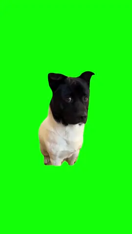 Guilty Look Puppy Green Screen Template #meme #greenscreen #puppy #puppies #dog #dogsoftiktok #fyp #easter #viralmemesbr 