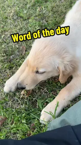 Genuflect: lower one's body briefly by bending one knee to the ground, typically in worship or as a sign of respect.