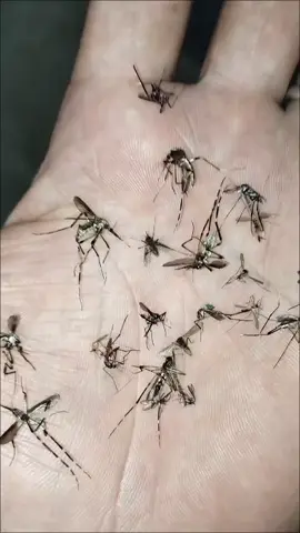 #viral #alerta #invasion #plaga #mosquito #dengue #mundotiktok #viralvideo #human 