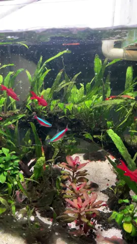 Không hiểu sao mấy hôm nay nóng quá hay sao ý, tảo hay rêu đen nó bám đầy vào lá, nhìn nản quá. Bác nào có cách trị không giúp e với. #bethuysinh #aquarium #gocsetup #diecanhdao 