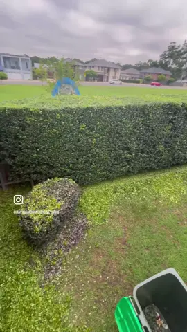 Just relax and enjoy ✂️😍🥰✂️ For more watching please follow:  #davidsmowingsydney #satisfying #transformation #oddlysatisfying #australia #gardening #foryou #fyp #makeover #business #myself #melbourne #gym #asmr #workout #art #naturelovers #fashion #beforeandafter #enjoy #selflove #happy #uk #sydney #loveyou #relax #explore #poolparty #goodvibes #march