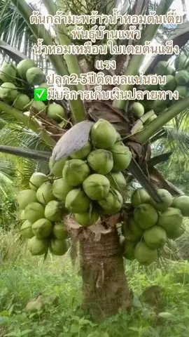 ต้นมะพร้าวนํ้าหอมแท้100%#มะพร้าวน้ําหอม #บ้านแพ้วสมุทรสาคร #เกษตรกร #ฟีดดดシ #ส่งฟรีเก็บปลายทาง 
