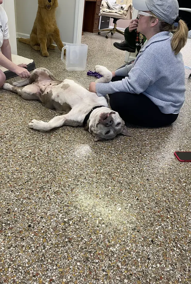 Some goofy pictures we have taken recently at BHS 😂 #humanesociety #rescue #adopt #baldwincountyalabama #fairhopealabama #shelter #adoptme #dog #dogsoftiktok #cat #catsoftiktok 