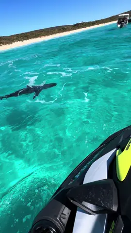 The things you see on the ski ⛷️#seadoo #shark #ocean #jetski #living #foryou #fyp #bunkerbay @Sea-Doo 