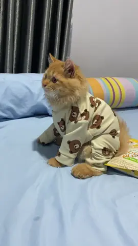 Ga tau suka bgt liat zoro pakek baju ini😭🤏🏻🍼 #zorobukanmamat #piyamakucing #fyp #fypシ゚viral #vidioviral #sahurramadhan #puasa #viralvideos #fyppppppppppppppppppppppp #kucinggemoy 
