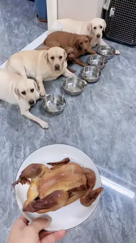 #funnyvideos #funnyanimals #dogsoftiktok #lovedog #fyp #foryou 