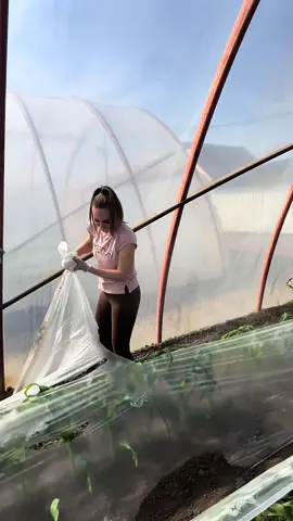 😂💪🏻 #foliaszedes #kukoricaslany #fyp #fy #folia 