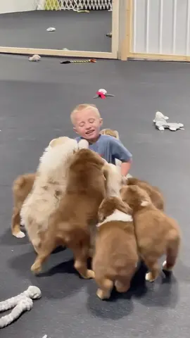 funny dogs Comp 🤣🐶 episode 209 #funny #pet #animals #funnyanimals #fyp #foryou #dog #dogsoftiktok #funnyvideos #🤣🤣🤣 #doglovers #fun 