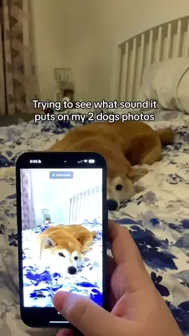 how do i teach tiktok that a shiba’s internal monologue isnt this adorable and cutesy? ‘Give me a sound filter’ #shiba #shibainu #dog #dogdad #dogmom 