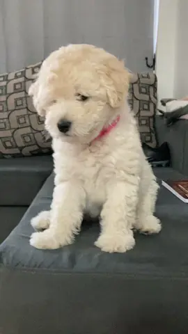 #dog #dogsoftiktok #poodlesoftiktok #pypシ #cachorros #viralvideo #santiagodechile🇨🇱 #poodletoy #paratiiiiiiiiiiiiiiiiiiiiiiiiiiiiiii #humor #parati 