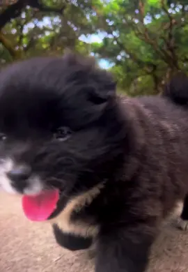 You can't ignore🐕🥰 #puppy #puppylove #puppylove #puppies #cute #think #question #dog #puppy #baby #wow #omg #viral #viralvideo #viraltiktok #trend #trending 