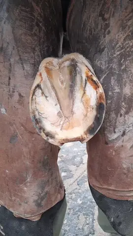 Nailing shoe #farrier #asmr #horseshoe #horselover #horseshoe #hoof 