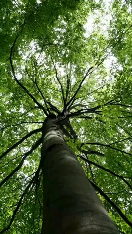 🌳 Trees are an important tool to combat climate change! Discover the benefits of trees in this video. Check out our website!