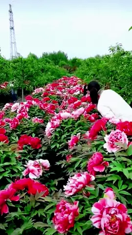 #flowers #scenery #garden 💞💝❤️❤️🌺💗💗🌷❤️‍🔥💝💐🌺🌺🌺