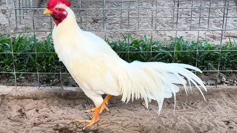 Chào Ngày Mới Anh Em ( Úa Tơ 3k5 )