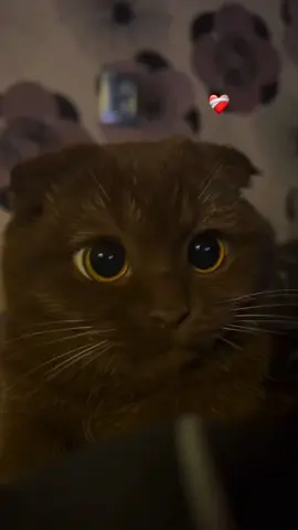 #fy #cat #cute #fypシ゚viral #eyes #sweet #fyp #meow #therapy #fypage 