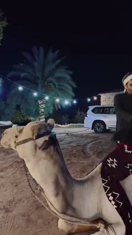 الجديد 👏🏻#هجن_بني_عطية #هجن_الشمال #هجن_تبوك 