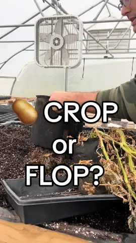 Well, 🥔 was it worth 3 months of time? #garden #gardening #gardentok #fypシ #fyp #gardentip #potato 