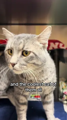 Scooter is the coolest cat of them all🐱 #PetsOfTikTok #sfadopt #sfahs #animalshelter #foryou #siouxfallssd #siouxfalls #adopt #siouxfallssouthdakota #fypシ #fyp #catsoftiktok #catlovers 