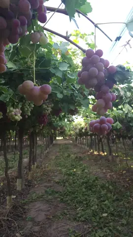 Despampanado en Uva  Red Globe. Es simplemente la poda de brotes no deseados en las vides cultivada, provocando un mayor despeje para una mejor claridad para que los frutos tomen mayor tamaño y maduren mejor, teniendo como resultado una mejor calidad del fruto. . . . #camposargentinos #campoargentino #fincaargentina #fincamendoza #finca #agronomia #plantación #tierra #uva #redglobe #despampanado #desbrote #hojas #suelo #vid #vides #uvas #inmaduro #2024 #2023 #deshojando #práctica #agro 