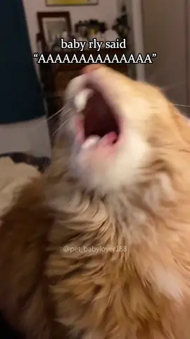 That brain freeze moment🙀🤯 #cat #cats #cutecat #catlover #catsoftiktok #fyp #foryou #foryoupage #funny #fypシ #funnycat #funnyvideos #funnytiktok #funnyanimals #kitty 