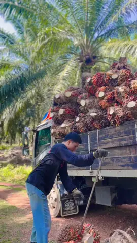 #lomboktiktok #sawitontiktok #masukberandafyp #fyp #xbcyza #sawit 