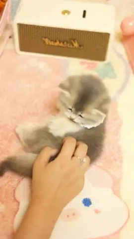 #kitten #kittensoftiktok #foryou #fyp 