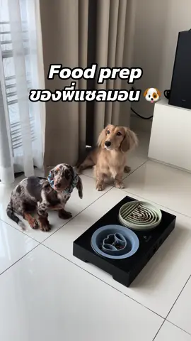 Food prep ของพี่ม่อนวันนี้🐟🥬 มามี๊เลือกอาหารเม็ดของ @Deserve Petcare  🐟 สูตรปลา ที่มีโปรตีนคุณภาพสูงในปริมาณที่เหมาะสม  🐟 ตามด้วย Salmon oil ที่มี Omega 3 และ 6  🥣 ผงโรยที่แม่เอามาทำเป็นซุป ของโปรดพี่ม่อน  มื้อนี้กินเกลี้ยงไม่เหลือเลยค้าบ 🐶 . . . ##dachshund##dachshundpuppy##dachshunds##dachshundthailand##ดัชชุน##หมาไส้กรอก##ดัชชุนขนยาว##dog#doglovers 
