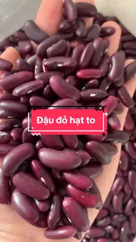 Đậu đỏ hạt to