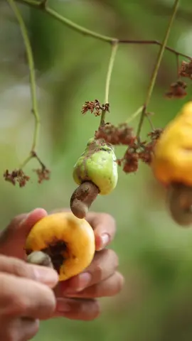 Bà con gia lai thu hoạch điều #gialai #minhnamvlog 