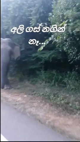 පොලොන්නරුවෙ කීවහම🐘 අලි ඉන්නවද කියල අහන්න එපා..😃 යන පාර දිගටත් අලි ඉන්නවා.. හවසට ගේ ලගටත් එනවා..😁😁 දැන් අහනව අලි ගස් නගිනවද කියල 🦣  #අලි ගස් නගින් නෑ.. එච්චරයි.#අලියා #polonnaruwa  #srilanka  #foryou #CapCut #elephants #srilankanelephant 