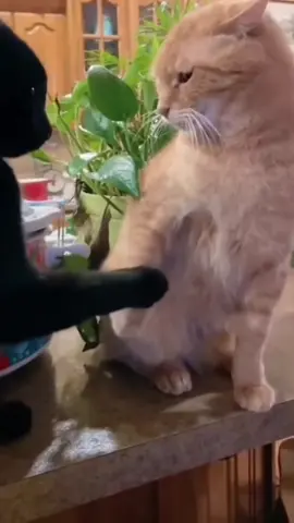 Bikin romantis @windn00 #kucing #cat #funnyvideos #fypシ゚viral #fyp #kitabikinromantis #maliqndessentials 