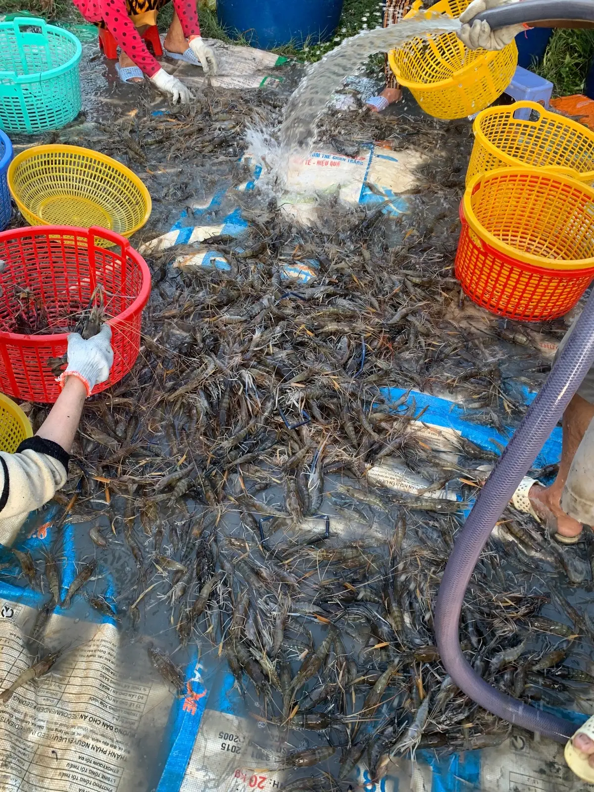 Nuôi vuông Tôm nửa năm chỉ đợi khúc này hốt bạc cả nhà ơi 😍 #TomKiengGiang #Tômquê #reviewtôm #TômngonSG #CuaKienGiang #reviewcua #xuhuongtiktok #viralvideo #viral #