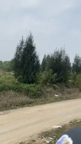 Vietjet Air (A21N-VN-A646) hạ cánh ở sân bay Cát Bi#namshin✈️ #vietnamairlines✈️🇻🇳 #vietjetair🇻🇳 #hangkhongvietnam✈️✈️ #fyp #a321