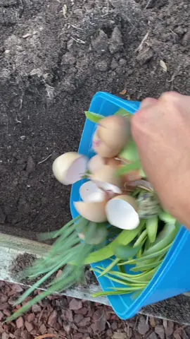 Best compost add to your garden bed #fertiliser #composting #backyardgarden #vegetables #gardens #homegrown #gardentips #gardentime 