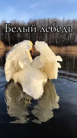 Круг почёта от нашего папы лебедя.  #милоевидео #swan #друг #aaaminsk #лебеди #белыйлебедь #мило 