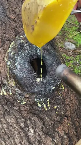 How to attract wild bees?#honey #tiktok #beekeeper #wasps 