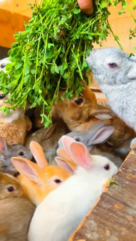 انتاج وتربيه الا ارانب🐰🐰🐇🐇#الجوف_طبرجل #اكسبلووووورررررررررررررر 