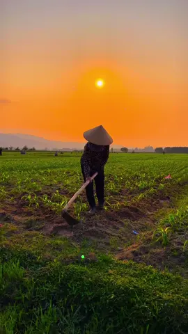 Hoàng hôn và mẹ,khi cơm áo gạo tiền còn chưa đủ thì hoàng hôn đối với mẹ cũng chỉ là buổi chiều tà.. #quêhương #DũnghồnQuê #xuhuong #CapCut #trending #longervideos #theanh28 #tuoitho 