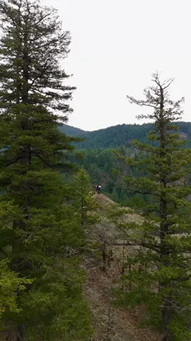 Capturing nature's beauty navigating through the trees with a drone. #PNWWaterfalls #PacificNorthwest #WaterfallWonder #ExplorePNW #NaturePhotography #AdventureSeeker #DroneLife #PNWAdventures