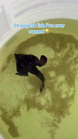 Have you ever seen a stranger fish😂 #batfish #walkingfish #flounder #fish #fishtank #saltwaterfish #walkingbatfish 