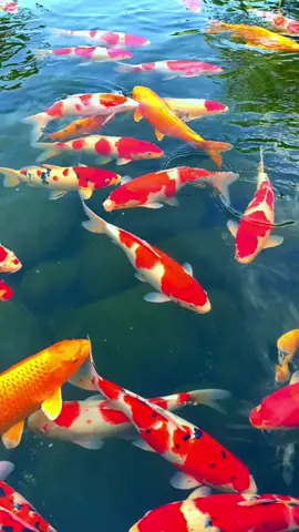 Cá vàng bơi trong bể nước . Hai vây xinh xinh #cavang 