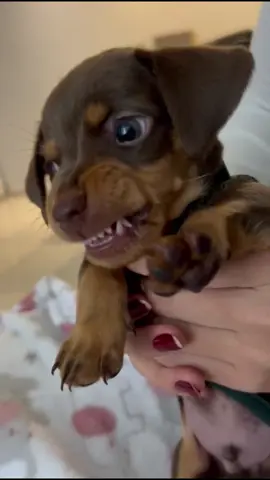 Bennyboy é o terrô 😂 #dog #daschund #salsicha #fyp #puppy #filhote #perros #cachorro #Love 