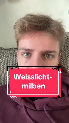 Immer sind es Weisslichtmilben 🙄