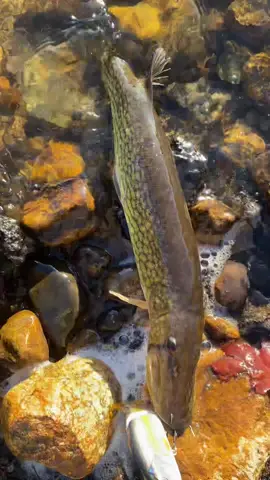 Love hate relationship with pickerel… #fishing #fishtok #fisherman 