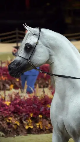 A M A A R #arabian #arabianhorse #arabianhorses #araber #horse #horses #equine #equestrian #pursangarabe #arabe #purebredarabian #pferde #ربي #CapCut  